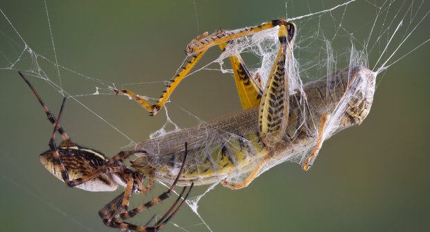 Vynálezy přírody: V pavoučích sítích