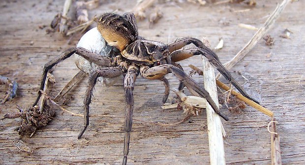 Pavouci a kokony: Pečlivá slíďáčí matka