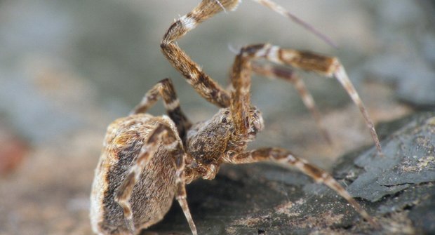 Peříčkový pavouk: Fešák se smrtícími schopnostmi