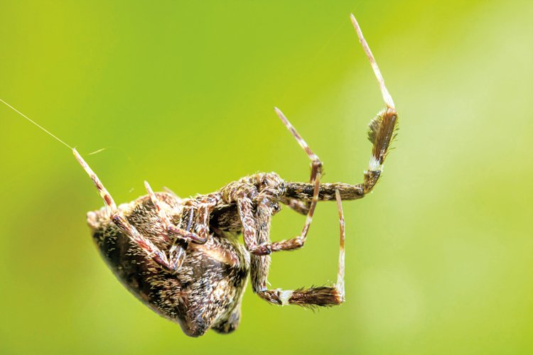 Pavouci patří mezi nejrozšířenější organismy na světě. (Ilustrační foto)