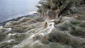 Pavučina pohltila pobřeží v dovolenkovém ráji: Měří neuvěřitelných 300 metrů