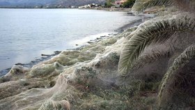 Fotograf zachytil obří pavučinu na řeckém pobřeží. Měří ohromných 300 metrů.