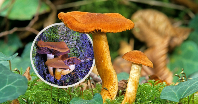 Nejjedovatější česká houba? Pavučinec plyšový.