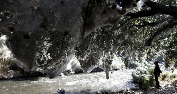 Les ovládli pavouci: Obřími sítěmi omotali jeskyně i stromy