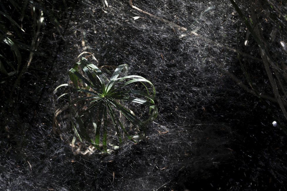 V Izraelském lese došlo k neobvyklému pavoučímu úkazu.