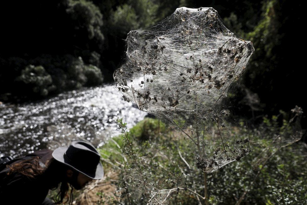 V Izraelském lese došlo k neobvyklému pavoučímu úkazu.