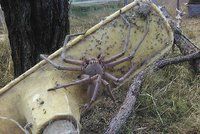 Noční můra: Největší Huntsmanův pavouk na světě! Je velký jako lidská hlava