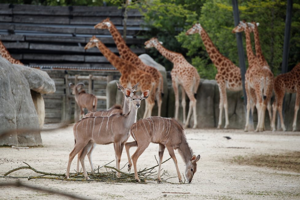 Přípravy pařížské zoo na otevření po dlouhém lockdownu (12.5.2021)