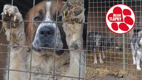 Dobrovolníci a psí záchranáři se stížnostmi v Pcherách neuspěli. Boudy, sláma a voda stačí, mínili veterináři