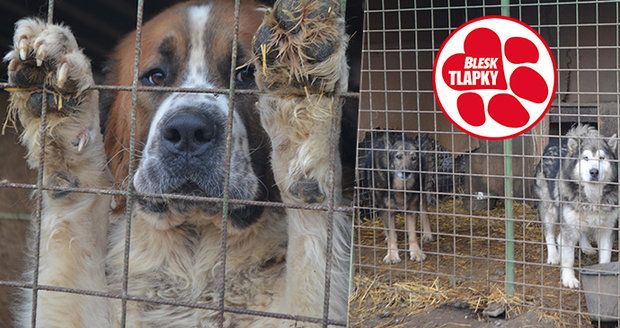 Stížnosti na útulek hrůzy nezabraly. Boudy, sláma a voda stačí, mínili veterináři