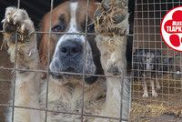 Stížnosti na útulek hrůzy nezabraly. Boudy, sláma a voda stačí, mínili veterináři