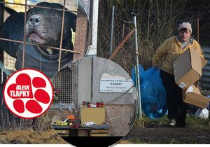 Útulek hrůzy jde k zemi, provozovatelka se ale nechce vzdát psů. Hrozí, že je přesune jen o pár kilometrů dál