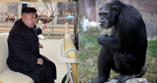 Kuriózní atrakce v severokorejské zoo: Kouřící šimpanz vyhulí krabičku denně!