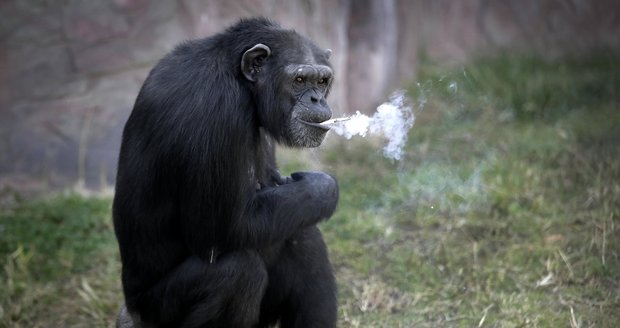 Kouřící šimpanz se stal atrakcí severokorejské zoo.