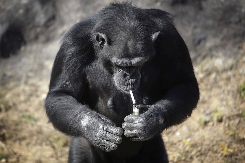 Kouřící šimpanz se stal atrakcí severokorejské zoo.