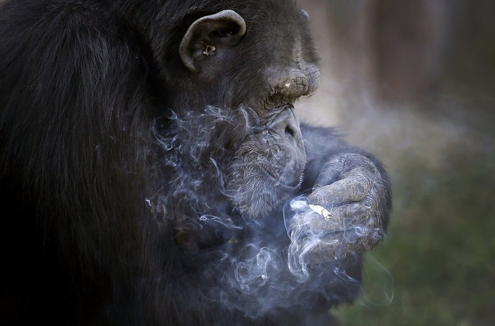 Kouřící šimpanz se stal atrakcí severokorejské zoo.