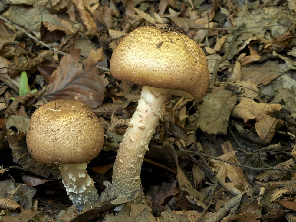 Jedlý žampion císařský je také pokrytý hnědými šupinkami,  oproti lesnímu je ale mnohem mohutnější – proto se mu také říká pečárka obrovská. Má oříškovou chuť a příjemnou anýzovou vůni. Dužnina jde po rozkrojení do oranžova.