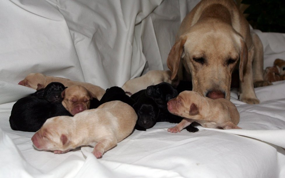Fenka labradorského retrievera Peggy a jejích 12 čerstvě narozených štěňátek