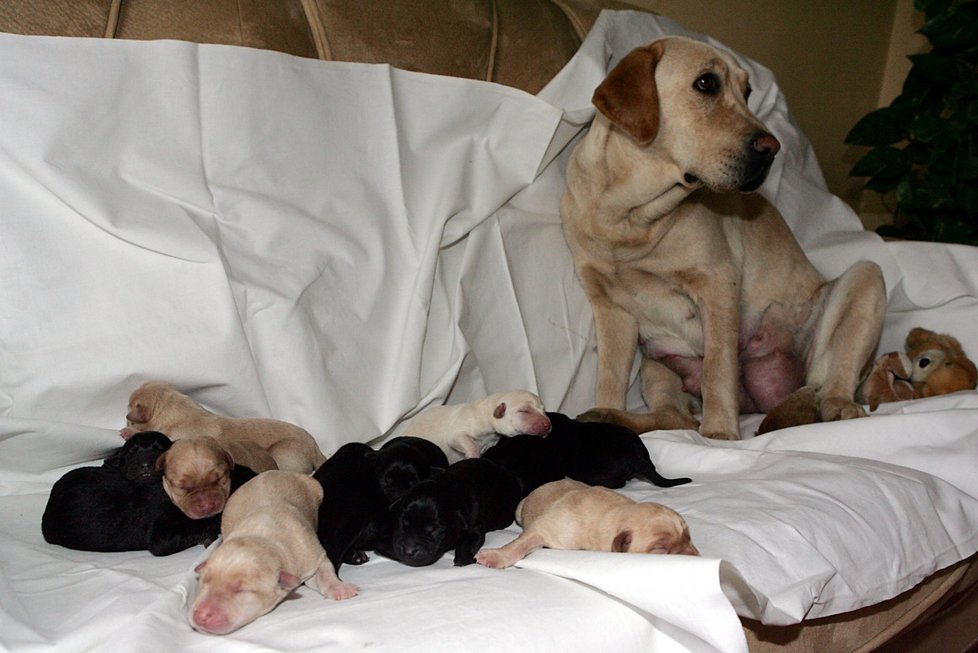 Fenka labradorského retrievera Peggy a jejích 12 čerstvě narozených štěňátek
