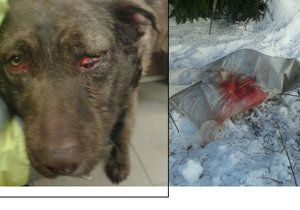 Krutý majitel praštil psa do hlavy, strčil do pytle a zakopal do hromady sněhu.
