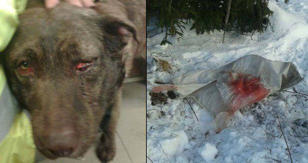 Krutý majitel zbil psa, svázal ho do pytle a zahrabal do sněhu!