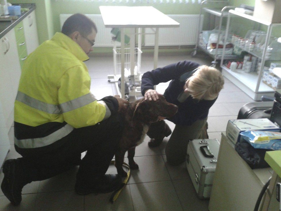 Pejsek byl převezen k veterináři.