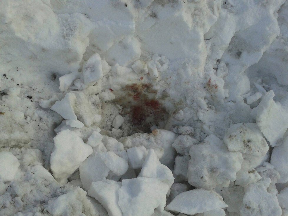 Krutý majitel praštil psa do hlavy, strčil do pytle a zakopal do hromady sněhu. Pejskovi se ale naštěstí podařilo dostat se ven.