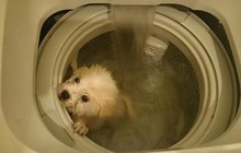 Barbarská zábava Číňana se štěnětem: Utopil psa v bubnu pračky!