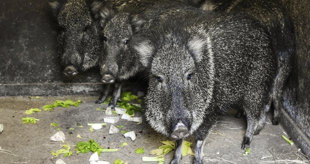 Pekari Wagnerův je od tohoto týdne k vidění v pražské zoo.