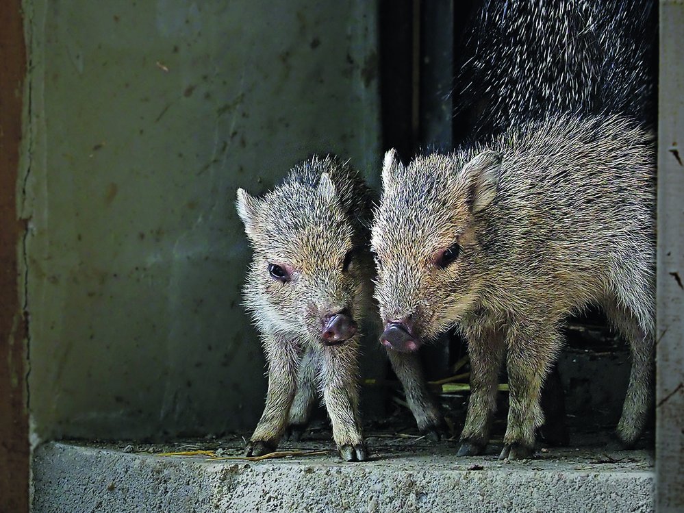 Vyhynutím ohroženého pekari Wagnerova (Catagonus wagneri) u nás můžete vidět jen v pražské a jihlavské zoo