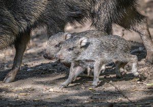 V Zoo Praha se narodila dvě selata vzácného pekariho Wagnerova. Dosud se v rámci Evropy podařilo tento druh rozmnožit pouze ve dvou institucích.