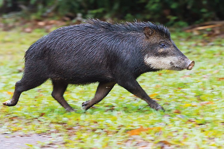 Pekari bělobradý (Tayassu pecari) – až 40 kg