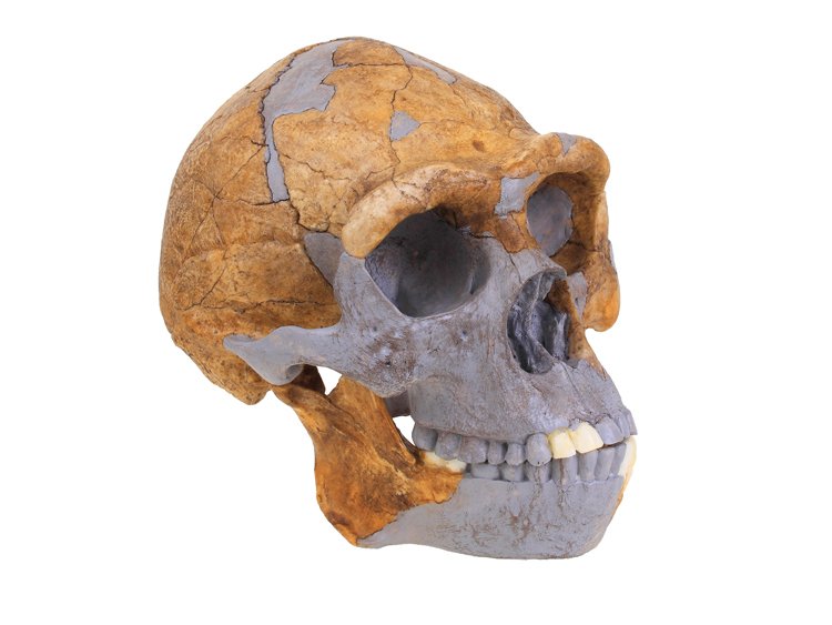 Pekinský člověk je vývojově mladší forma člověka vzpřímeného (Homo erectus). Měl menší mozek než Dračí muž a žil o něco dříve