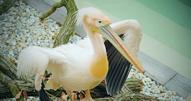 Kvůli sněhu přišli pelikáni o domov, nový našli v Zoo Brno: Jsou tu po 30 letech