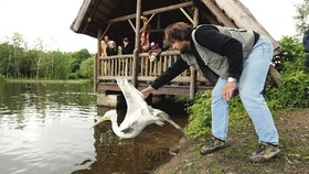 Čerstvě odchované pelikány vypustili pracovníci zooparku na Kamenný rybník