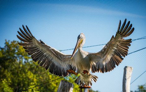 Rozpětí křídel pelikánů afrických dosahuje až 290 centimetrů. 
