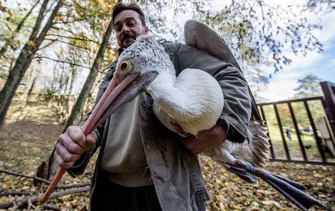 Pracovníci zoo odnášejí odchycené ptáky.