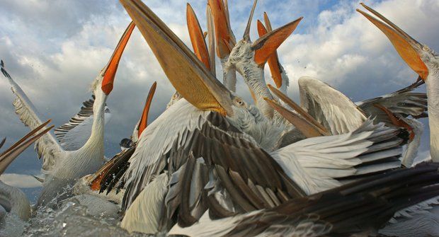 Bitka pelikánů vypadá jako pozdrav z pravěku