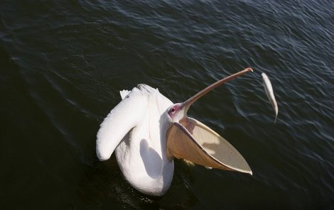 Pro dospělého pelikána jsou ryby opravdovou pochoutkou.
