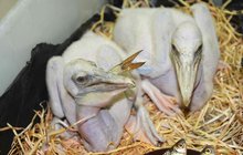 Pelikáni zažívají babyboom!