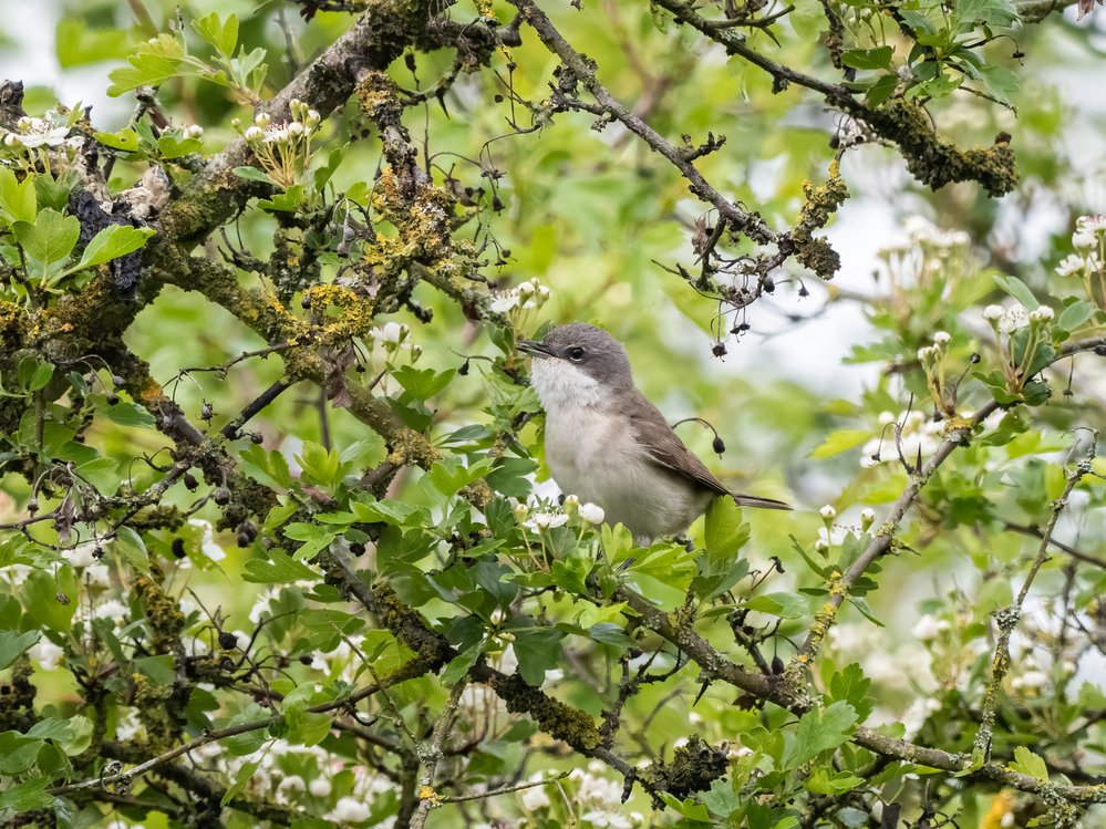Sameček pěnice pokřovní nejčastěji zpívá z&nbsp;hustého keře nebo větvoví stromu