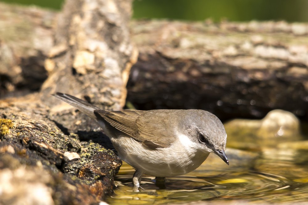 Zvláště teď v&nbsp;létě nezapomínejme ptákům poskytovat vodu! Malé jezírko, ale i pouhou misku s&nbsp;vodou budou ptáci včetně pěnice pokřovní určitě často navštěvovat