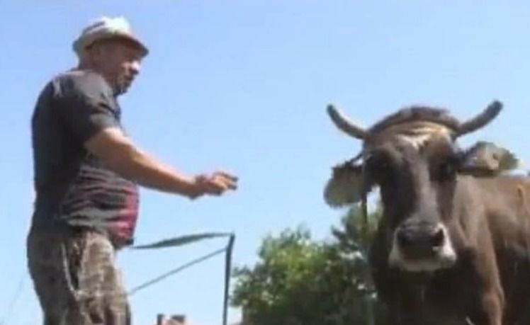 Těhotné bulharské krávě hrozí utracení, protože se zatoulala do Srbska