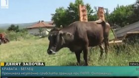Těhotné bulharské krávě hrozí utracení, protože se zatoulala do Srbska