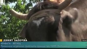Těhotné bulharské krávě hrozí utracení, protože se zatoulala do Srbska