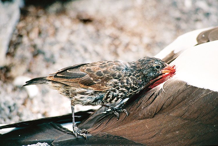 „Upíří“ pěnkava nejčastěji napadá tereje