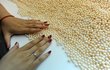 Šikovné ruce dělnic dokážou podle několika přejetí po hromádce perel odhalit ty, které nemají správný tvar nebo jsou jinak nevhodné pro další zpracování. Pod prsty se jim každý den doslova kutálejí stamiliony korun.