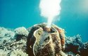 Více než metrová až 200 kilogramová zéva obrovská (Tridacna gigas) z Indického a Tichého oceánu je největším žijícím mlžem. Perly tvoří jen výjimečně
