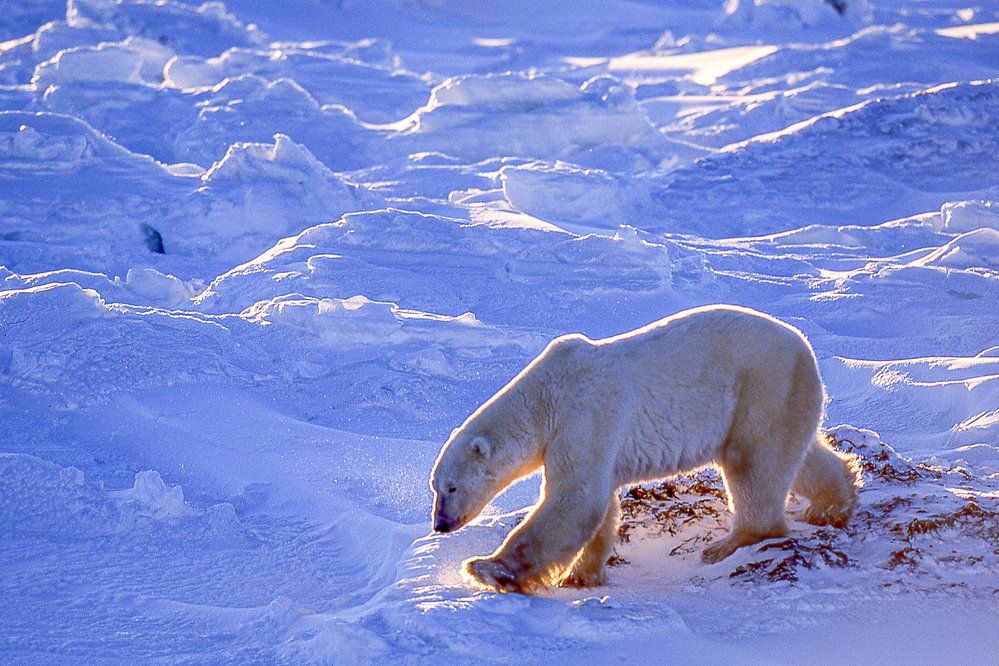 Permafrost taje a odhaluje skryté záhady