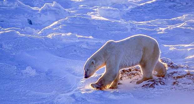Záhady permafrostu: Co skrývá věčně zmrzlá půda?
